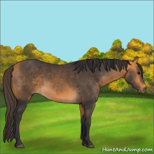 Horse Color:Buckskin