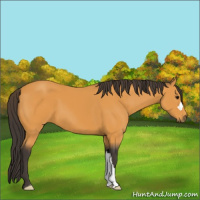 Horse Color:Buckskin 