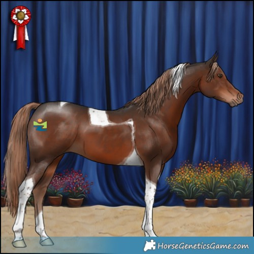 Horse Color:Liver Chestnut Tobiano 