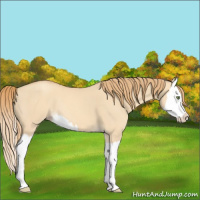 Horse Color:Gold Champagne Dun Splash
