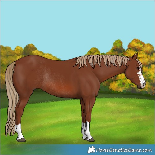 Horse Color:Chestnut Rabicano