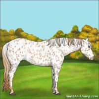 Horse Color:Chestnut Appaloosa 