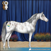 Horse Color:Liver Chestnut Sabino Appaloosa 