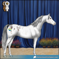 Horse Color:Liver Chestnut Sabino Appaloosa