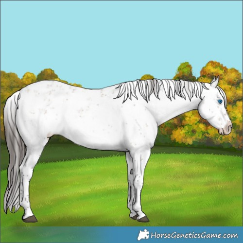 Horse Color:Bay Dun Sabino Splash Rabicano 