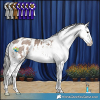 Horse Color:Liver Red Dun Mushroom Sabino Appaloosa 