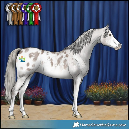 Horse Color:Liver Red Dun Mushroom Sabino Appaloosa 