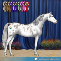 Horse Color:Liver Red Dun Mushroom Sabino Appaloosa 