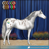 Horse Color:Liver Red Dun Mushroom Sabino Appaloosa 