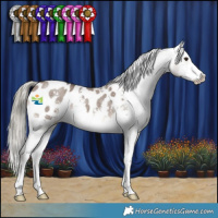 Horse Color:Liver Red Dun Mushroom Sabino Appaloosa