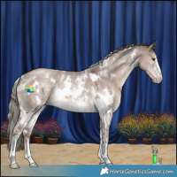 Horse Color:White Spotted Liver Red Dun Mushroom Sabino 