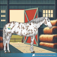 Horse Color:White Spotted Liver Red Dun Mushroom Near Leopard 