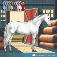 Horse Color:Silver Brown Appaloosa 
