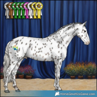 Horse Color:Silver Black Appaloosa 