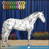 Horse Color:Silver Black Appaloosa 