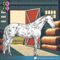 Horse Color:White Spotted Silver Brown Appaloosa 