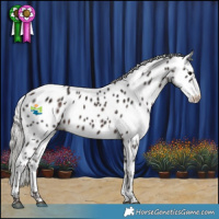 Horse Color:White Spotted Silver Brown Appaloosa