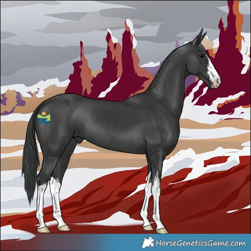 Horse Color:White Spotted Black 