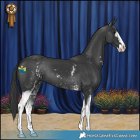 Horse Color:White Spotted Black Sabino 