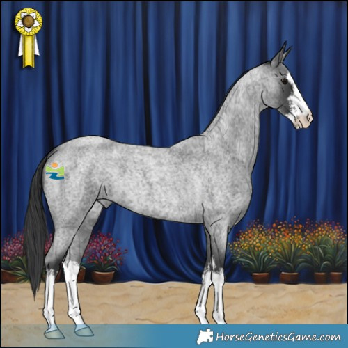 Horse Color:White Spotted Blue Roan 
