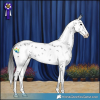 Horse Color:White Spotted Black Sabino 