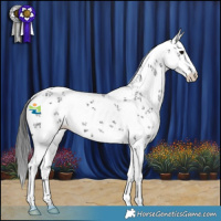 Horse Color:White Spotted Black Sabino 
