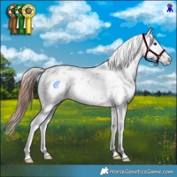 Horse Color:Chestnut Sabino 