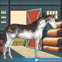 Horse Color:White Spotted Brown Splash 