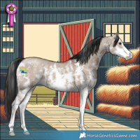Horse Color:Liver Red Dun Sabino 