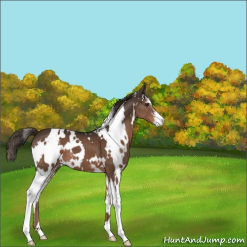 Horse Color:White Spotted Liver Chestnut Sabino 