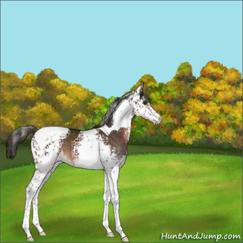 Horse Color:White Spotted Liver Chestnut Tobiano 