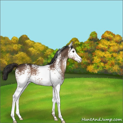 Horse Color:White Spotted Liver Chestnut 