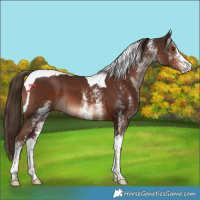 Horse Color:White Spotted Liver Chestnut Tobiano 