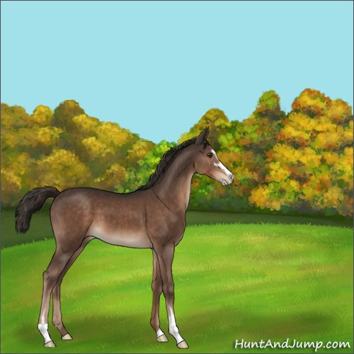 Horse Color:Liver Chestnut Sabino 