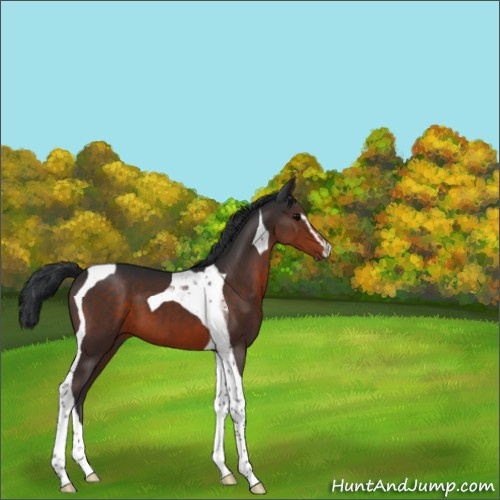 Horse Color:Brown Sabino Tobiano 