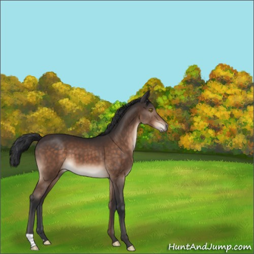 Horse Color:Brown 
