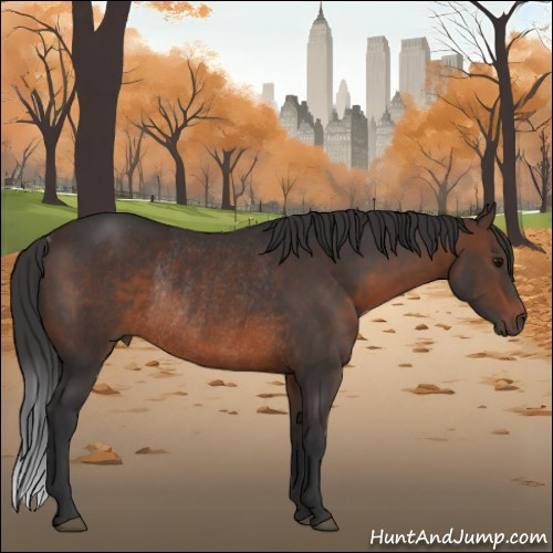 Horse Color:Brown Rabicano 