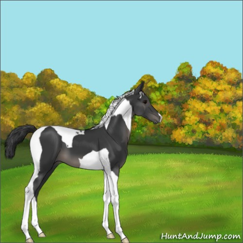 Horse Color:Black Tobiano 
