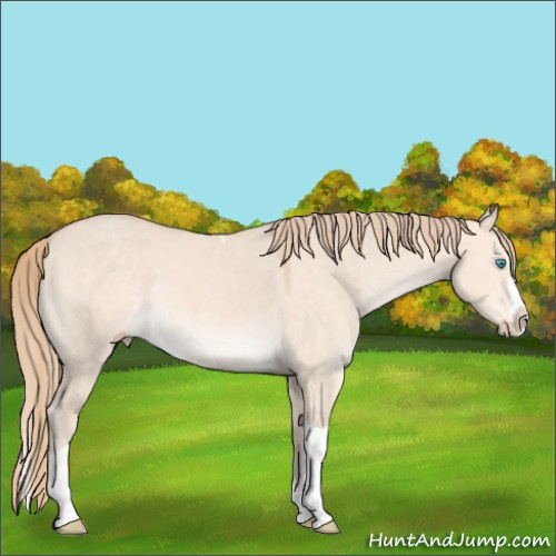 Horse Color:Perlino Dun Splash Tobiano 