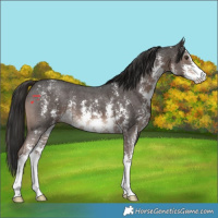 Horse Color:Liver Chestnut Sabino
