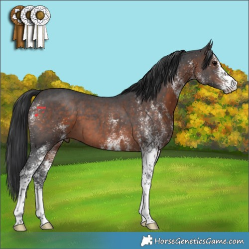 Horse Color:White Spotted Brown 