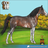 Horse Color:White Spotted Brown 