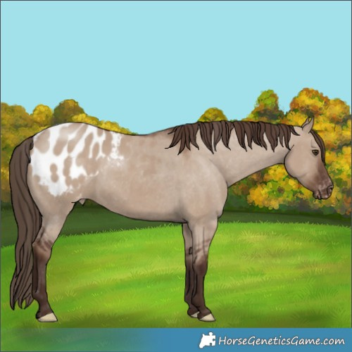 Horse Color:Liver Red Dun Appaloosa 