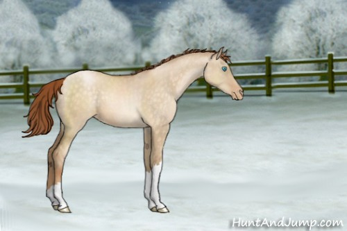 Horse Color:Buckskin Pearl Dun Appaloosa 
