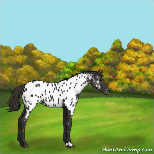 Horse Color:Liver Chestnut Appaloosa 