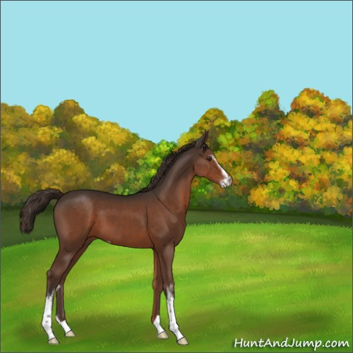 Horse Color:Liver Chestnut Sabino 