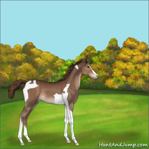 Horse Color:Liver Chestnut Sabino Tobiano 
