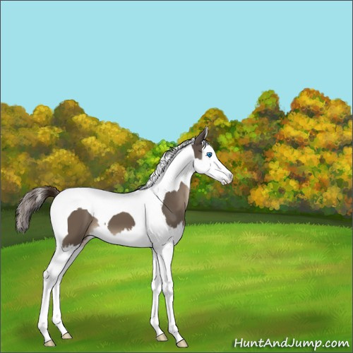 Horse Color:Liver Red Dun Splash Tobiano 
