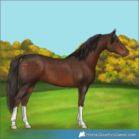 Horse Color:Liver Chestnut 