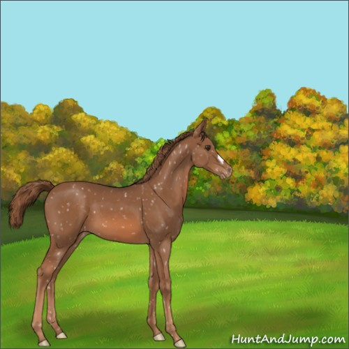 Horse Color:Chestnut Appaloosa 